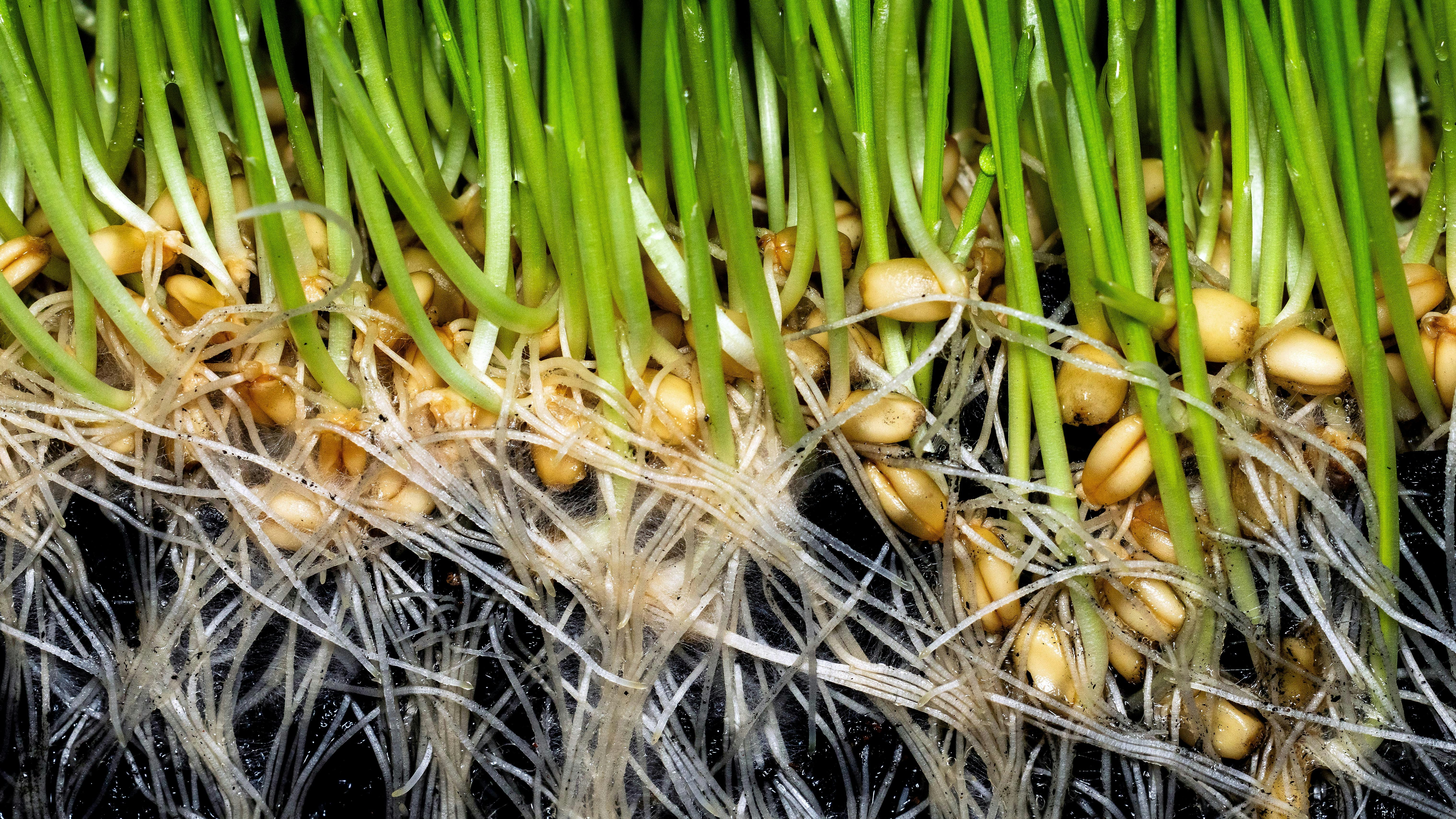 Fresh sprouts and microgreens growing